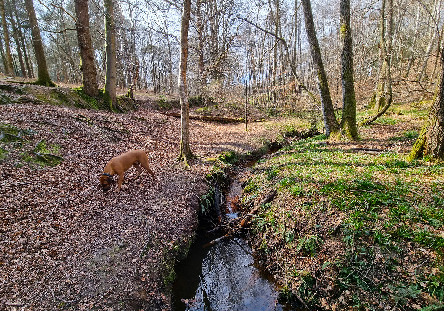 dog-walk-at-lintons-ashdown-forest
